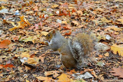 gris ardilla sciurus carolinensis recoge nueces en el parque, salvaje animales, manhattan, nuevo York foto