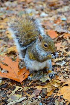 gris ardilla sciurus carolinensis recoge nueces en el parque, salvaje animales, manhattan, nuevo York foto