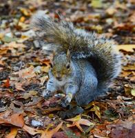 Gray Squirrel Sciurus carolinensis collects nuts in the park, Wild animals, Manhattan, New York photo