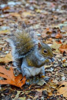 gris ardilla sciurus carolinensis recoge nueces en el parque, salvaje animales, manhattan, nuevo york, Estados Unidos foto