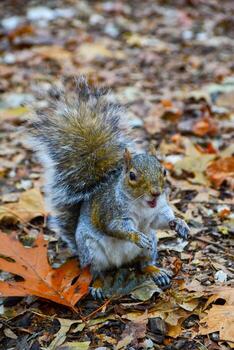 gris ardilla sciurus carolinensis recoge nueces en el parque, salvaje animales, manhattan, nuevo york, Estados Unidos foto
