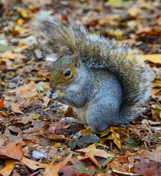 gris ardilla sciurus carolinensis recoge nueces en el parque, salvaje animales, manhattan, nuevo York foto
