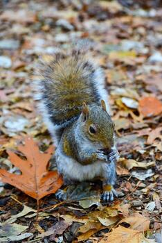 gris ardilla sciurus carolinensis recoge nueces en el parque, salvaje animales, manhattan, nuevo York foto