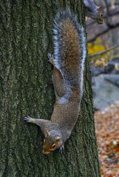 roedor en un árbol, gris ardilla sciurus carolinensis pregunta para un nuez en el parque, manhattan, nuevo York foto