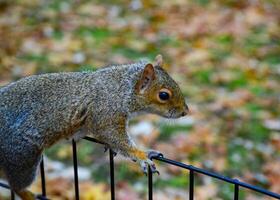 Squirrel on the fence, Gray Squirrel Sciurus carolinensis is eating a nut in the park, Wild animals, Manhattan photo