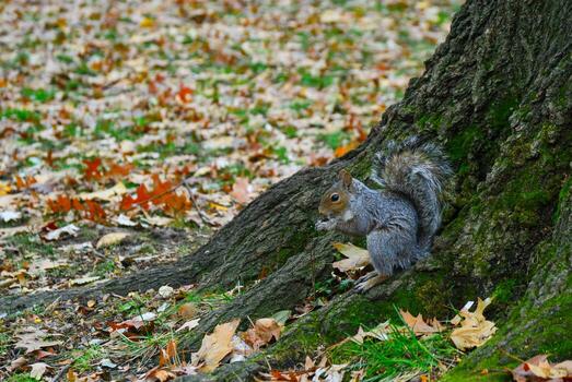 gris ardilla sciurus carolinensis recoge nueces en el parque, salvaje animales, manhattan, nuevo York foto