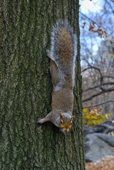 roedor en un árbol, gris ardilla sciurus carolinensis pregunta para un nuez en el parque, manhattan, nuevo York foto