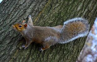 Rodent on a tree, Gray Squirrel Sciurus carolinensis asks for a nut in the park, Manhattan, New York photo