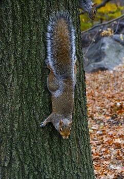 roedor en un árbol, gris ardilla sciurus carolinensis pregunta para un nuez en el parque, manhattan, nuevo York foto