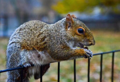 ardilla en el cerca, gris ardilla sciurus carolinensis es comiendo un nuez en el parque, salvaje animales, Manhattan foto