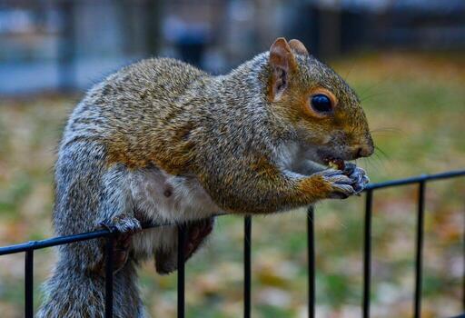 ardilla en el cerca, gris ardilla sciurus carolinensis es comiendo un nuez en el parque, salvaje animales, Manhattan foto