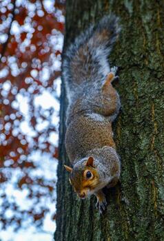 roedor en un árbol, gris ardilla sciurus carolinensis pregunta para un nuez en el parque, manhattan, nuevo York foto