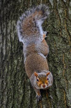 roedor en un árbol, gris ardilla sciurus carolinensis pregunta para un nuez en el parque, manhattan, nuevo york, Estados Unidos foto