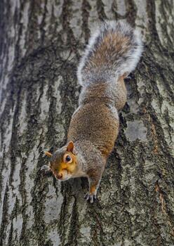 roedor en un árbol, gris ardilla sciurus carolinensis pregunta para un nuez en el parque, manhattan, nuevo york, Estados Unidos foto