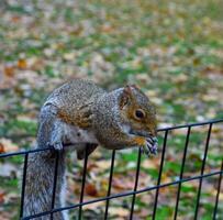 Squirrel on the fence, Gray Squirrel Sciurus carolinensis is eating a nut in the park, Wild animals, Manhattan photo