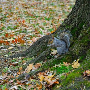 gris ardilla sciurus carolinensis recoge nueces en el parque, salvaje animales, manhattan, nuevo York foto