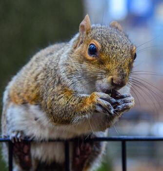 ardilla en el cerca, gris ardilla sciurus carolinensis es comiendo un nuez en el parque, salvaje animales, Manhattan foto