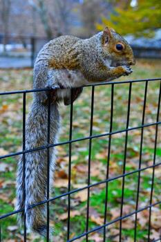 ardilla en el cerca, gris ardilla sciurus carolinensis es comiendo un nuez en el parque, salvaje animales, Manhattan foto