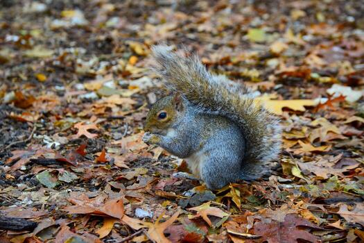gris ardilla sciurus carolinensis recoge nueces en el parque, salvaje animales, manhattan, nuevo York foto