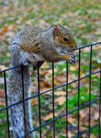 Squirrel on the fence, Gray Squirrel Sciurus carolinensis is eating a nut in the park, Wild animals, Manhattan photo