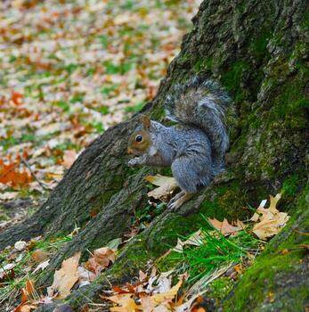 gris ardilla sciurus carolinensis recoge nueces en el parque, salvaje animales, manhattan, nuevo York foto
