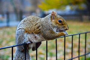 Squirrel on the fence, Gray Squirrel Sciurus carolinensis is eating a nut in the park, Wild animals, Manhattan photo