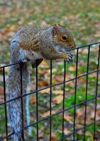 Squirrel on the fence, Gray Squirrel Sciurus carolinensis is eating a nut in the park, Wild animals, Manhattan photo