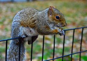 Squirrel on the fence, Gray Squirrel Sciurus carolinensis is eating a nut in the park, Wild animals, Manhattan photo