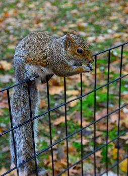 ardilla en el cerca, gris ardilla sciurus carolinensis es comiendo un nuez en el parque, salvaje animales, Manhattan foto