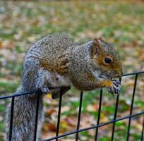 Squirrel on the fence, Gray Squirrel Sciurus carolinensis is eating a nut in the park, Wild animals, Manhattan photo
