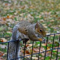 Squirrel on the fence, Gray Squirrel Sciurus carolinensis is eating a nut in the park, Wild animals, Manhattan photo
