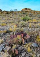 Golden prickly pear Opuntia aurea, opuntia basilaris var. aurea. Arizona cacti photo