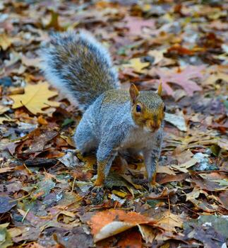 gris ardilla sciurus carolinensis recoge nueces en el parque, salvaje animales, manhattan, nuevo york, Estados Unidos foto