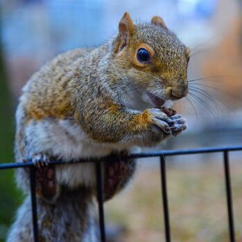 ardilla en el cerca, gris ardilla sciurus carolinensis es comiendo un nuez en el parque, salvaje animales, Manhattan foto