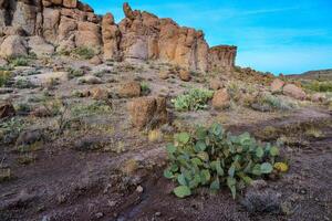 Arizona Cacti, Engelmann prickly pear, cactus apple Opuntia engelmannii, cacti in the winter in the mountains photo