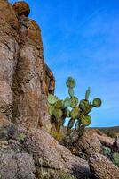 Pancake prickly pear, dollarjoint prickly pear Opuntia chlorotica, cacti in the winter in the mountains. Arizona cacti photo