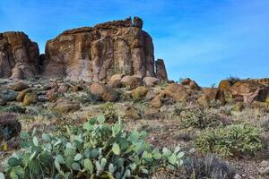 Pancake prickly pear, dollarjoint prickly pear Opuntia chlorotica, cacti in the winter in the mountains photo