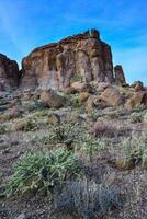 Pancake prickly pear, dollarjoint prickly pear Opuntia chlorotica, cacti in the winter in the mountains photo