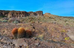 California barrel cactus, compass barrel Ferocactus cylindraceus, cacti grow on stones in the desert. Arizona Cacti photo