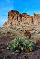 Arizona Cacti, Engelmann prickly pear, cactus apple Opuntia engelmannii, cacti in the winter in the mountains photo