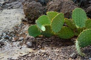 Pancake prickly pear, dollarjoint prickly pear Opuntia chlorotica, cacti in the winter in the mountains. Arizona cacti photo