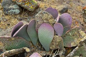 Golden prickly pear Opuntia aurea, opuntia basilaris var. aurea. Arizona cacti photo