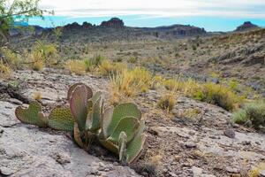 Golden prickly pear Opuntia aurea, opuntia basilaris var. aurea. Arizona cacti photo