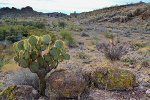 Pancake prickly pear, dollarjoint prickly pear Opuntia chlorotica, cacti in the winter in the mountains. Arizona cacti photo
