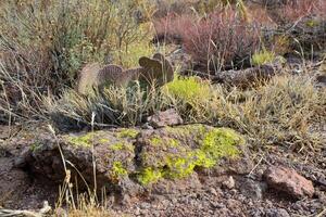 Yellow lichens on stones in a mountain desert in Arizona, near Phoenix photo