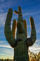Saguaro Cactus Carnegiea gigantea in desert, giant cactus against a blue sky in winter in the desert of Arizona, USA photo