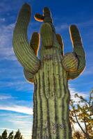 Saguaro Cactus Carnegiea gigantea in desert, giant cactus against a blue sky in winter in the desert of Arizona, USA photo