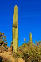 Saguaro Cactus Carnegiea gigantea in desert, giant cactus against a blue sky in winter in the desert of Arizona, USA photo
