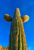 Saguaro Cactus Carnegiea gigantea in desert, giant cactus against a blue sky in winter in the desert of Arizona, USA photo