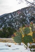 Cacti Opuntia sp. in the snow, cold winter in nature, desert plants survive frost in the snow photo